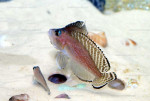 'L.' aff. ornatipinnis