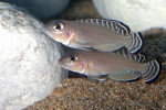 'L.' aff. ornatipinnis