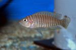 'L.' similis