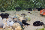 'L.' similis