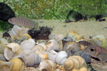 'L.' similis