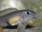 'L.' signatus - portrait d'une femelle. 'Lamprologus' signatus