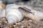 'L.' signatus - jeune mâle devant une coquille de Neothauma en aquarium. 'Lamprologus' signatus