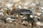 'L.' signatus - jeune mâle en aquarium. 'Lamprologus' signatus