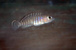 'L.' signatus - portrait d'un mâle. 'Lamprologus' signatus