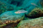 Lepidiolamprologus elongatus (jeune en milieu naturel à Lyamembe).