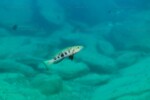 Lepidiolamprologus attenuatus