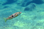 Lepidiolamprologus attenuatus