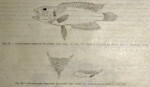 'Lamprologus' stappersii - planche de description. 'Lamprologus' stappersii