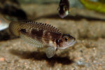 Paradant en aquarium. 'Lamprologus' meleagris