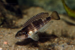 Parade en aquarium. 'Lamprologus' meleagris paradant en aquarium.