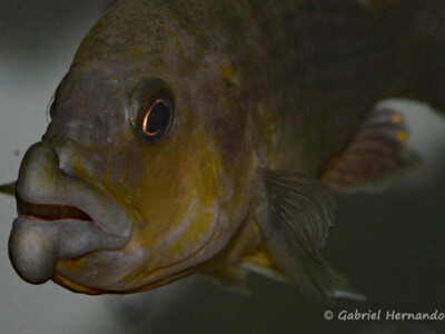 <i>Abactochromis labrosus</i> du lac Malawi -G. Hernando. 4291860153
