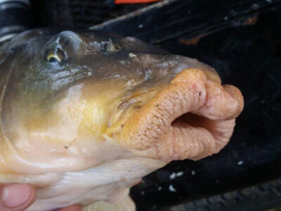 <i>Cyprinus carpio</i> - lèvres particulièrement développées. 3013433374