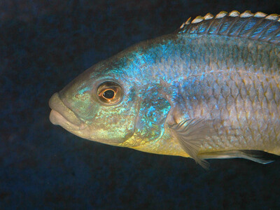 <i>Cheilochromis euchilus</i> - jeune adulte. 1724433660