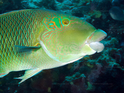 <i>Hemigymnus melapterus</i> 3683086133