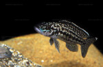 L. kendalli en aquarium.