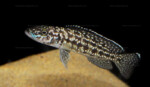 Lepidiolamprologus kendalli en aquarium.
