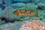 Individu solitaire à Mvuna island.