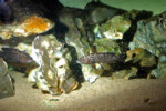 Surveillance des alevins en aquarium.