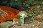 Surveillance des œufs, couple en aquarium.