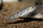 Juvénile en aquarium.