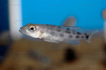 Juvénile en aquarium.