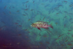 L. elongatus et Paracyprichromis à Kabogo.