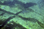 L. elongatus et Paracyprichromis à Kabogo.