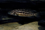 L. kendalli en aquarium de 8000 litres.