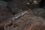 Lepidiolamprologus kendalli à Molwe.