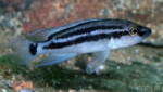 Femelle adulte photographié en aquarium par P. Tawil.