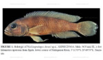 N. devosi holotype.