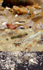 Comparaison, alevins de N. fasciatus, A. calvus, et T. vittatus.