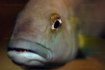 Portrait d'un mâle adulte en aquarium. Portrait d'un mâle adulte en aquarium.