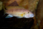 Mâle adulte en aquarium. Mâle adulte en aquarium.