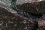 Neolamprologus cylindricus à Molwe.