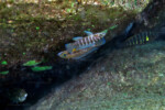 A Mvuna island, accompagné d'un N. furcifer à caudale arrondie.