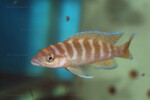 En aquarium, localité inconnue.