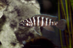 En aquarium au club aquariophile de Vernon.