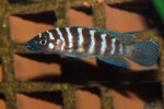 En aquarium de reproduction.