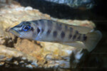 Portrait d'un mâle adulte en aquarium.