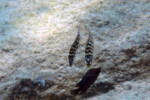 Couple à Mpimbwe. Neolamprologus fasciatus