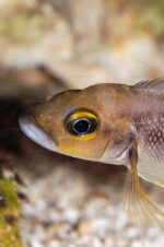 Portrait d'une jeune femelle de N. furcifer