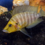 Altolamprologus compressiceps "golden head" femelle de Muzi.