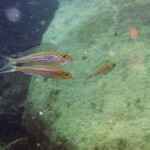 Asprotilapia leptura à Kelenge (island (Kerenge).
