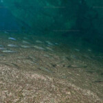 Asprotilapia leptura à Slaf rocks.
