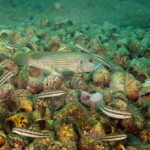 Telmatochromis vittatus partageant le nid d'un Lamprologus callipterus à Ulwile island.