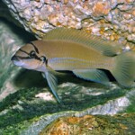 Chalinochromis brichardi en aquarium.