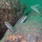 Chalinochromis sp. bifrenatus à Mtosi.