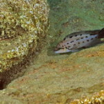 Chalinochromis sp. ndobhoi à Bulu point.